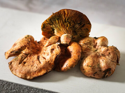 Lactarius deliciosus, tambi&eacute;n conocidos como n&iacute;scalos o rovellones, entre otros nombres. Suelen recolectarse en zonas de pinar.