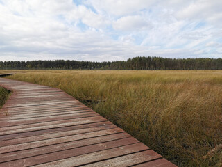Wooden plank flooring over a swamp with yellowed grass against a beautiful sky with clouds