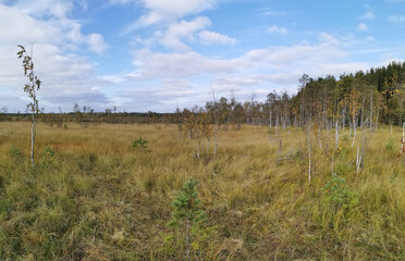 Fototapeta premium Thin small birches and pines growing in the swamp, among the grass against the background of the forest and the sky with clouds.