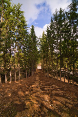 autumn landscape in a forest.