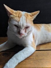 Cat on wood bench fell sleepy