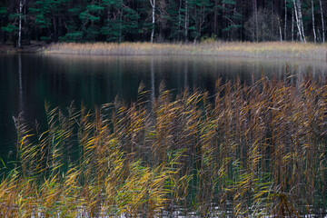 beautiful forest lake with yellow-green reeds and gray sky in autumn