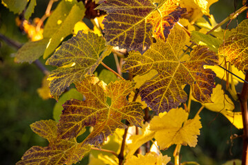 Weinlaub_6330