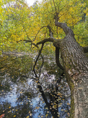 Fototapeta na wymiar Autumn in the park. Willow with yellowing and falling leaves, growing over the pond and reflected in its water.