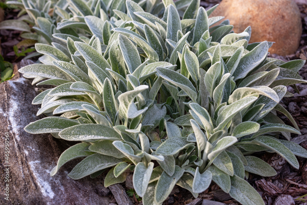 Wall mural Stachys byzantina or lambs ears