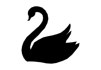 black swan on white background