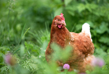 Brown young chicken in the garden walks on the grass.