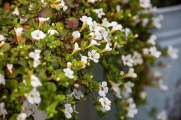 Ornamental bacopa