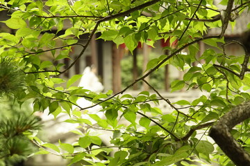 green leaves background