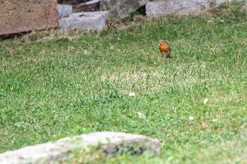 Rotkehlchen beim fressen im Gras