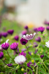 purple flowers in the garden