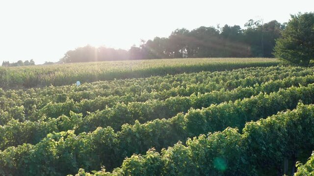 Vineyard, corn field, rural farm at sunset, sunrise. Nature and agriculture theme. Winemaking.