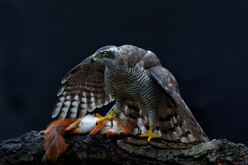 Northern goshawk (accipiter gentilis) sitting on a Eurasian red squirrel (Sciurus vulgaris) as a prey in the forest of Noord Brabant in the Netherlands with a black background