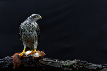 Northern goshawk (accipiter gentilis) sitting on a Eurasian red squirrel (Sciurus vulgaris) as a prey in the forest of Noord Brabant in the Netherlands with a black background