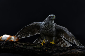 Northern goshawk (accipiter gentilis) sitting on a Eurasian red squirrel (Sciurus vulgaris) as a prey in the forest of Noord Brabant in the Netherlands with a black background