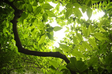 green leaves on the tree