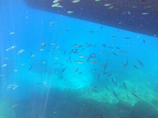 Fototapeta na wymiar Underwater world of Mediterranean Sea. Near Marmaris, Turkey 