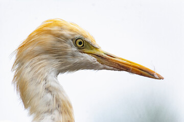heron