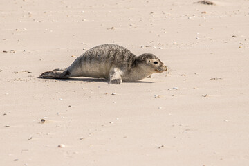Junger Seehund am Strand von Amrum