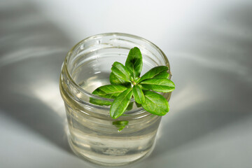 Lingonberry leaves in a glass glass. The play of light and shadow from glassware