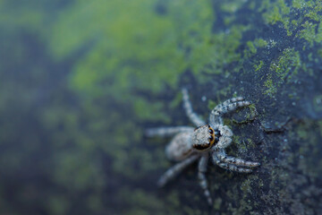 macro photo of spider in the garden
the spider is waiting for its prey
usually eat small insects, flies, mosquitoes and even grasshoppers