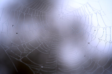 Beautiful spider web with water drops on a foggy autumn morning at City of Zürich. Photo taken October 29th, 2021, Zurich, Switzerland.