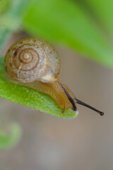 macro reptile animal snail on leaf and fern after low rain
