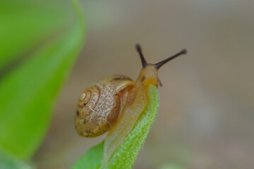 macro reptile animal snail on leaf and fern after low rain
