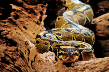 Königspython // Ball python (Python regius)