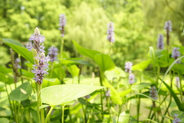 flowers in the garden