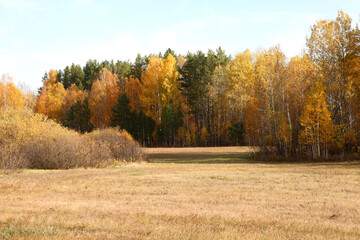 Fototapeta premium Beautiful autumn forest