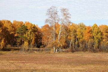 Dry birch on the background of a picturesque autumn forest