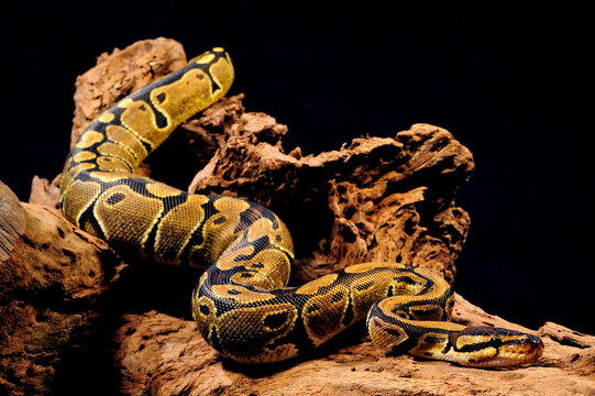 Ball python // K&ouml;nigspython (Python regius)