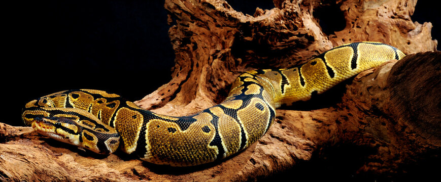 Ball python // K&ouml;nigspython (Python regius)