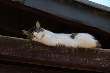 White fluffy kitten lies and sleeps on a wooden board under the roof. Selective focus. Serious Pretty Cat on street Old Town in Istanbul, Turkey. Homeless Cute Cat. 