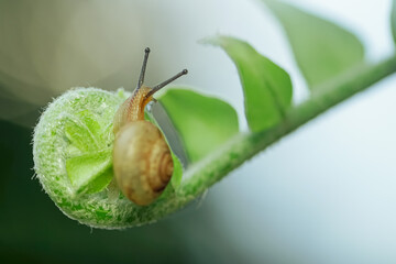 macro reptile animal snail on leaf and fern after low rain