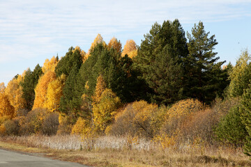Beautiful autumn forest