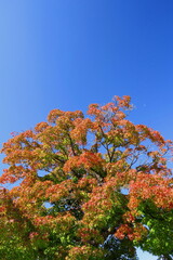 Fototapeta premium 紅葉のイロハモミジと青空