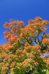 Naklejka premium 紅葉のイロハモミジと青空