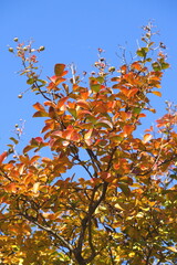 百日紅の黄葉と青空