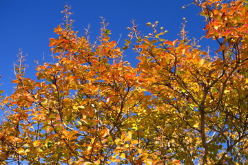 百日紅の黄葉と青空