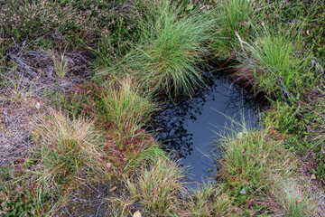 Moorauge im Schwarzen Moor in der Rhön