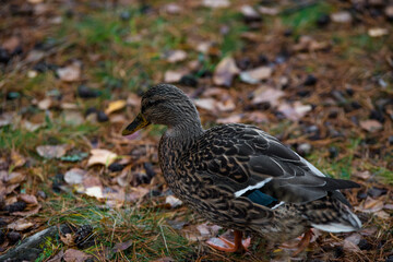 a beautiful duck in the middle of the forest between needles and tree roots in autumn