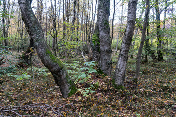 Obraz premium Birken im Schwarzen Moor in der Rhön