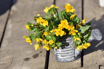 Yellow marsh marigold flowers in a tin can