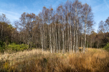 Karpatenbirken im Roten Moor in der Rhön