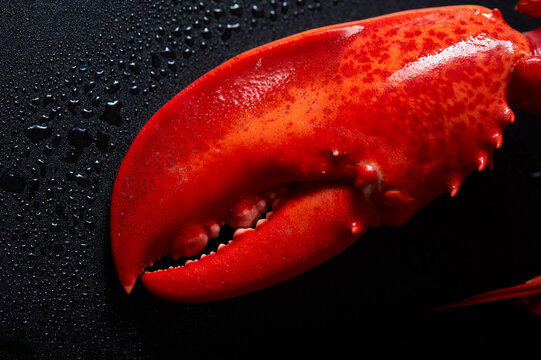 Cooked lobster claws on dark background