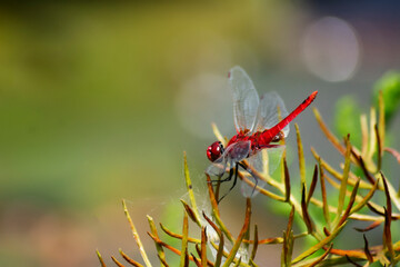 dragonfly on a leaf