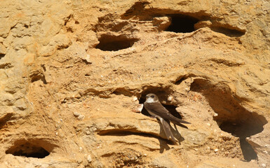 Uferschwalbe an der Nisth&ouml;hle