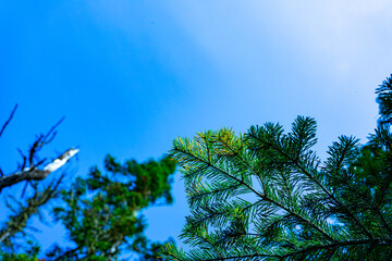 Fototapeta premium spruce branch against a clear blue sky